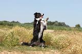 BORDER COLLIE 255